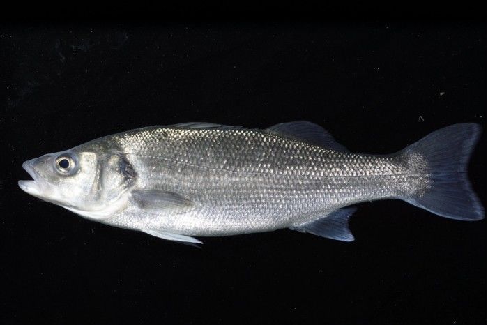 研究：吃鱼会吃进微塑料？海鲈鱼情况可能并非如此