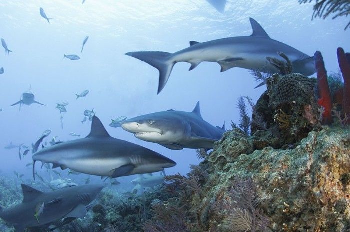 研究发现：全球20%珊瑚礁中的鲨鱼已经功能性灭绝
