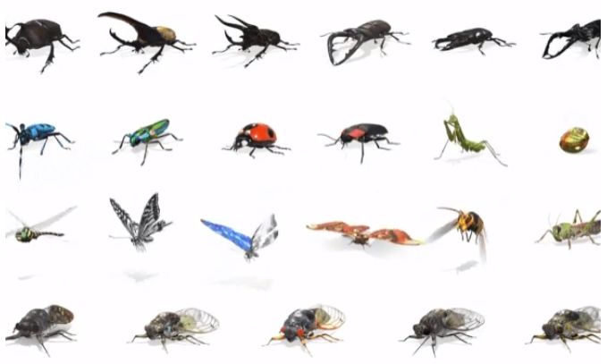 外媒：谷歌在其AR搜索结果中加入了23种昆虫