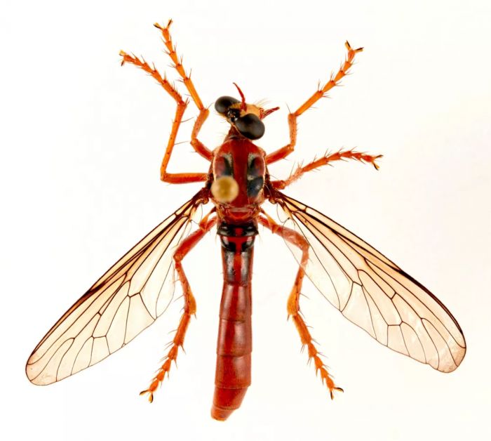 自然界的有趣巧合：新发现“刺客”蝇竟身背死侍面具