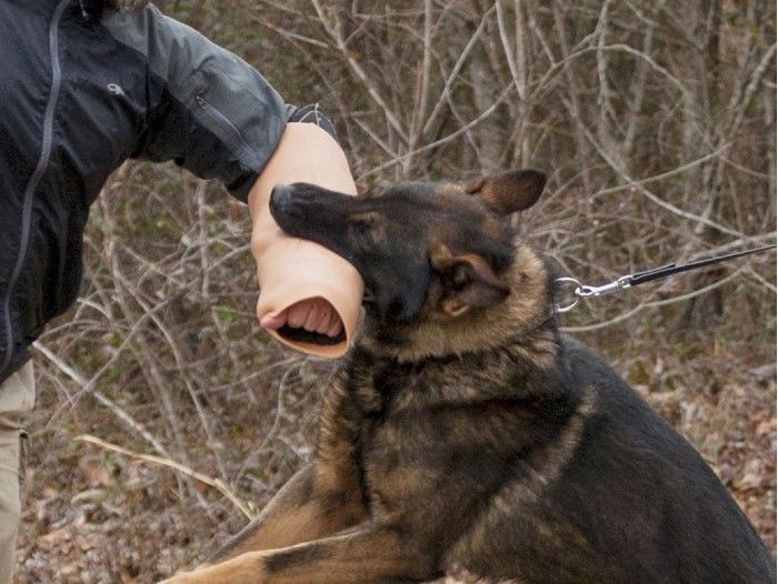 美国陆军开发更接近人类皮肤质感的军犬咬人训练袖套