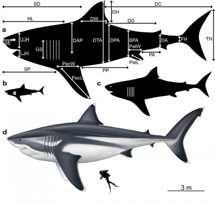 巨齿鲨首次精准建模：体长超18米体重超48吨