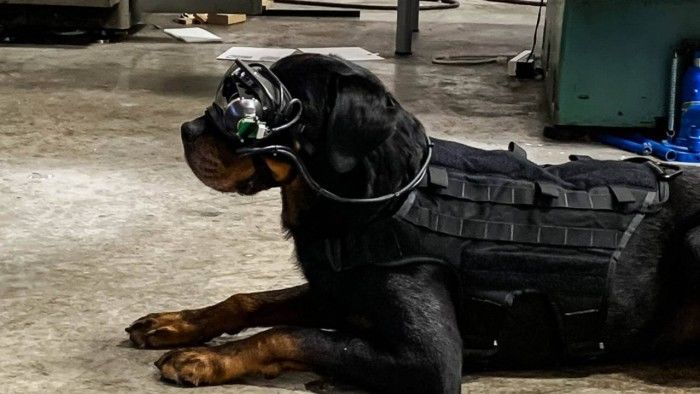 美军军犬获得AR护目镜原型使执行侦察任务更安全