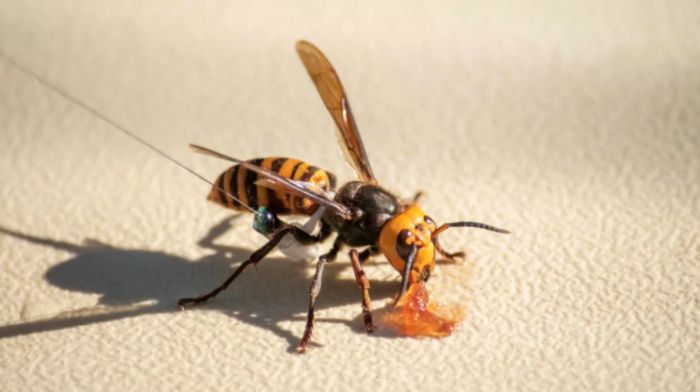美国发现的首个“杀人大黄蜂”巢穴即将被摧毁