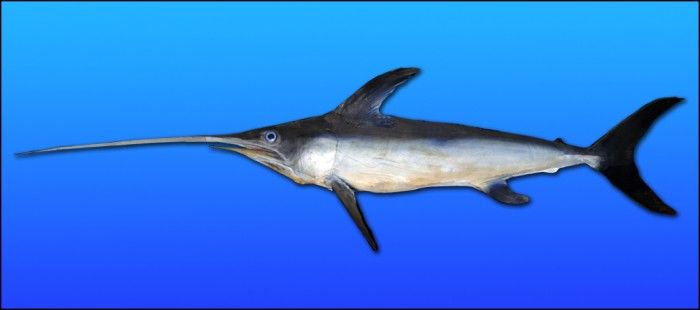 研究人员发现一条被剑鱼杀死的浅海长尾鲨