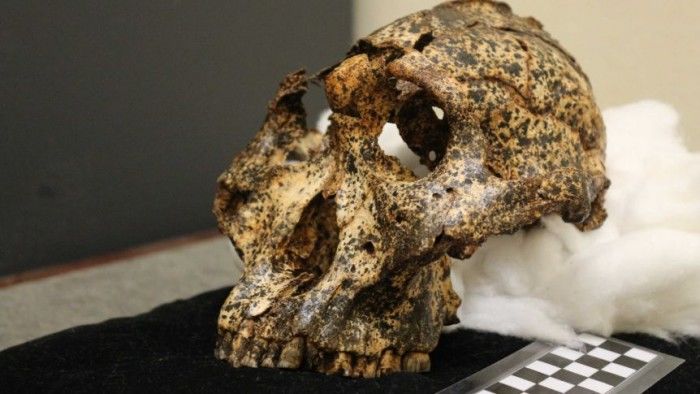 考古学家发现200万年前古人类表亲罗百氏傍人的头骨