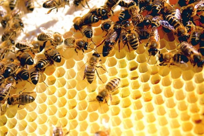 在蜂蜜中有效地检测出对蜜蜂具有重大危害杀虫剂