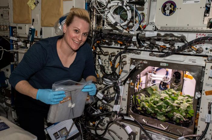 NASA宇航员首次收获国际空间站上种植的萝卜作物
