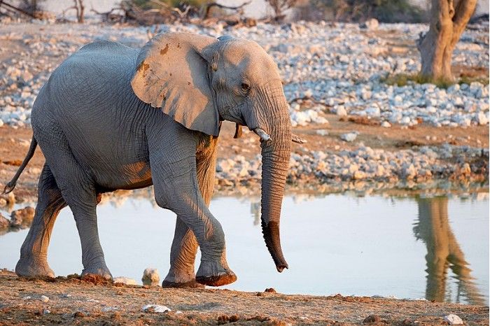 科学家利用卫星图像和深度学习统计非洲大象的数量
