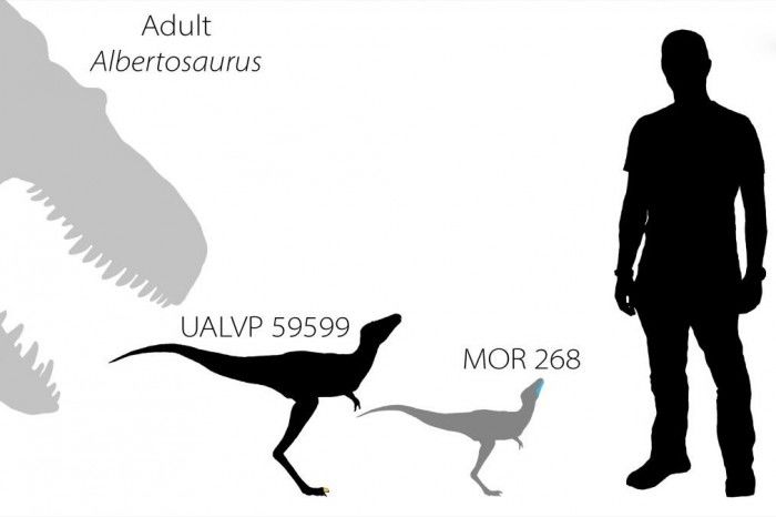 化石分析表明：新孵化的暴龙科恐龙仅有边境牧羊犬大小