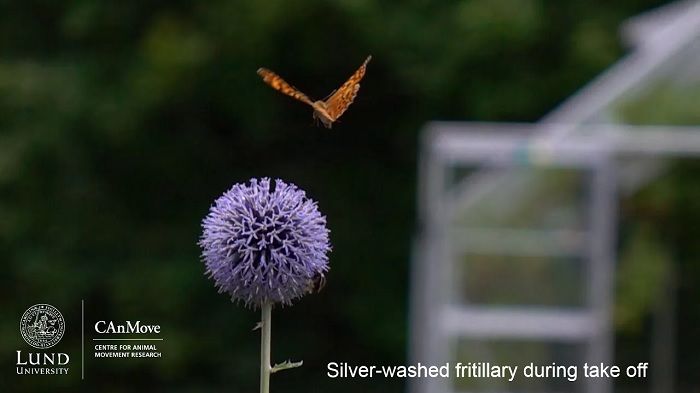 研究发现蝴蝶可扇动翅膀产生微型喷流以躲避捕食者