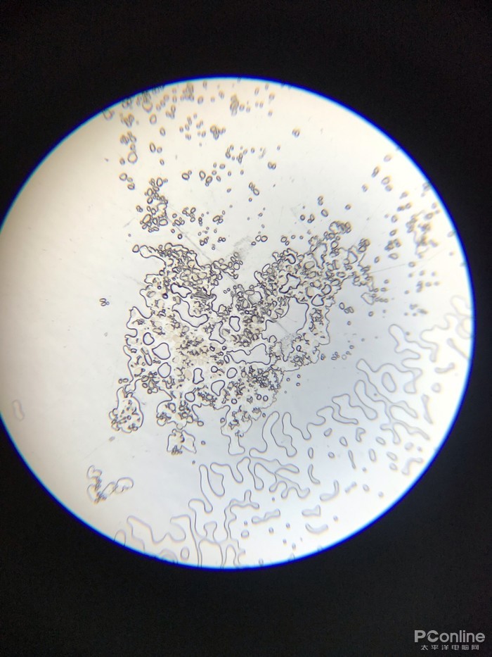 土豆显微镜细胞结构图图片