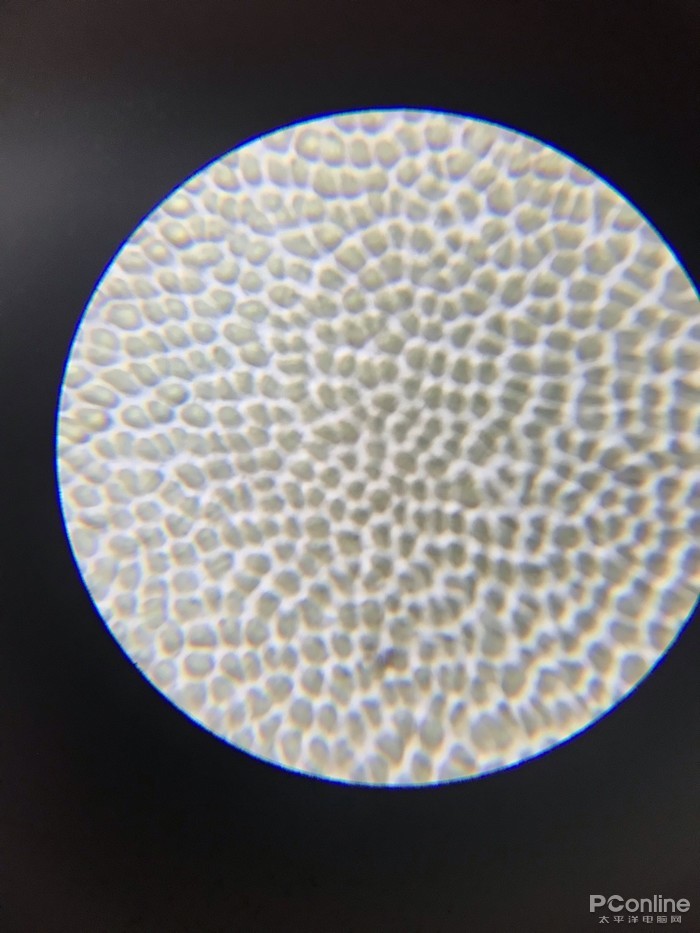 手机 文章紫菜60倍  光学显微镜目镜35x 物镜4x样张 紫菜  光学显微镜