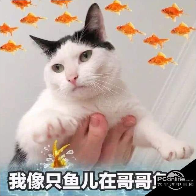 我像只魚兒在你的魚塘表情包大全