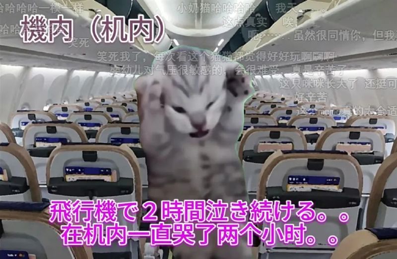 外国人在中国逛淘宝天猫，就靠这哥仨儿了